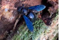 Xylocopa violacea