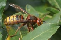 Vespa crabro