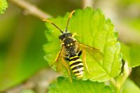 Nomada succincta