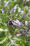 Melecta albifrons