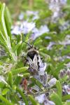 Melecta albifrons