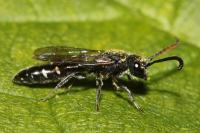 Sapyga quinquepunctata