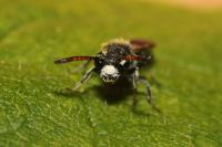 Sapyga quinquepunctata