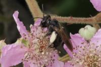 Andrena pilipes