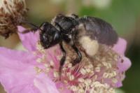 Andrena pilipes