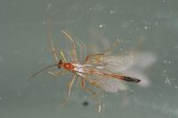 Enicospilus ramidulus