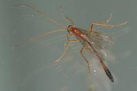 Enicospilus ramidulus