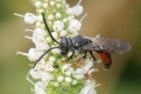 Sphecodes monilicornis