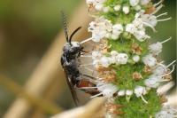 Sphecodes monilicornis