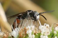 Sphecodes monilicornis