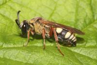 Oxybelus uniglumis
