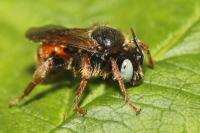 Epeoloides coecutiens