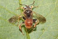 Epeoloides coecutiens