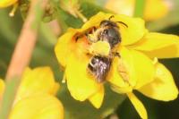 Macropis europaea