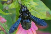 Xylocopa violacea