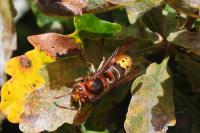 Vespa crabro