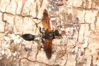 Sceliphron caementarium