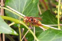 Vespa crabro