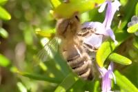 Apis mellifera