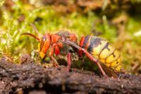 Vespa crabro