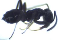 Tapinoma erraticum