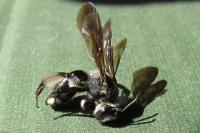 Andrena agilissima