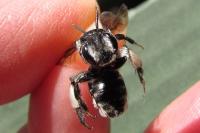 Andrena agilissima