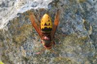 Vespa crabro