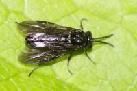 Monophadnus