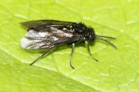 Monophadnus