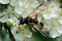 Tenthredo temula