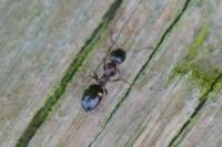 Dolichoderus quadripunctatus