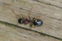 Dolichoderus quadripunctatus
