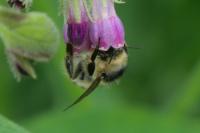 Bombus sylvarum