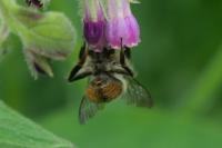 Bombus sylvarum