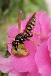 Polistes dominula