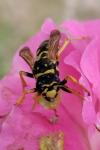 Polistes dominula