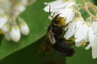 Xylocopa violacea