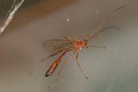 Enicospilus