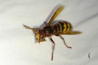 Vespa crabro