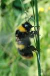 Bombus pratorum