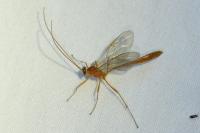 Enicospilus
