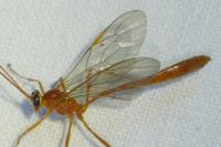 Enicospilus