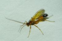 Opheltes glaucopterus