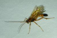 Opheltes glaucopterus