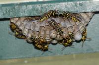 Polistes dominula