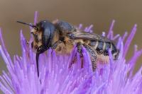 Lithurgus cornutus