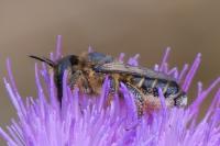 Lithurgus cornutus