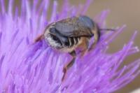 Lithurgus cornutus