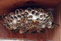 Polistes dominula